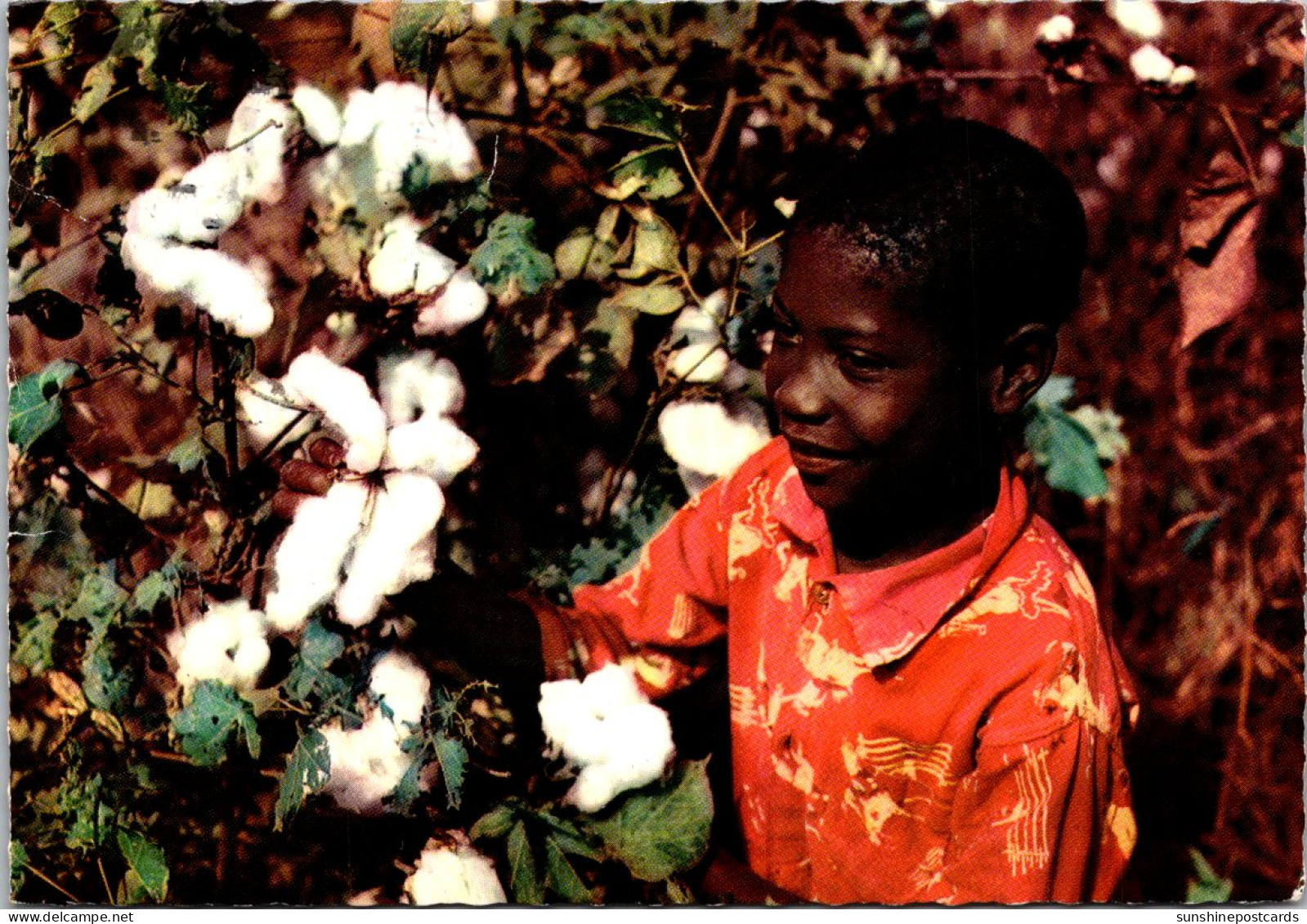 Black Americana Cotton Picking Young Boy In Cotton Field 1985 - Black Americana