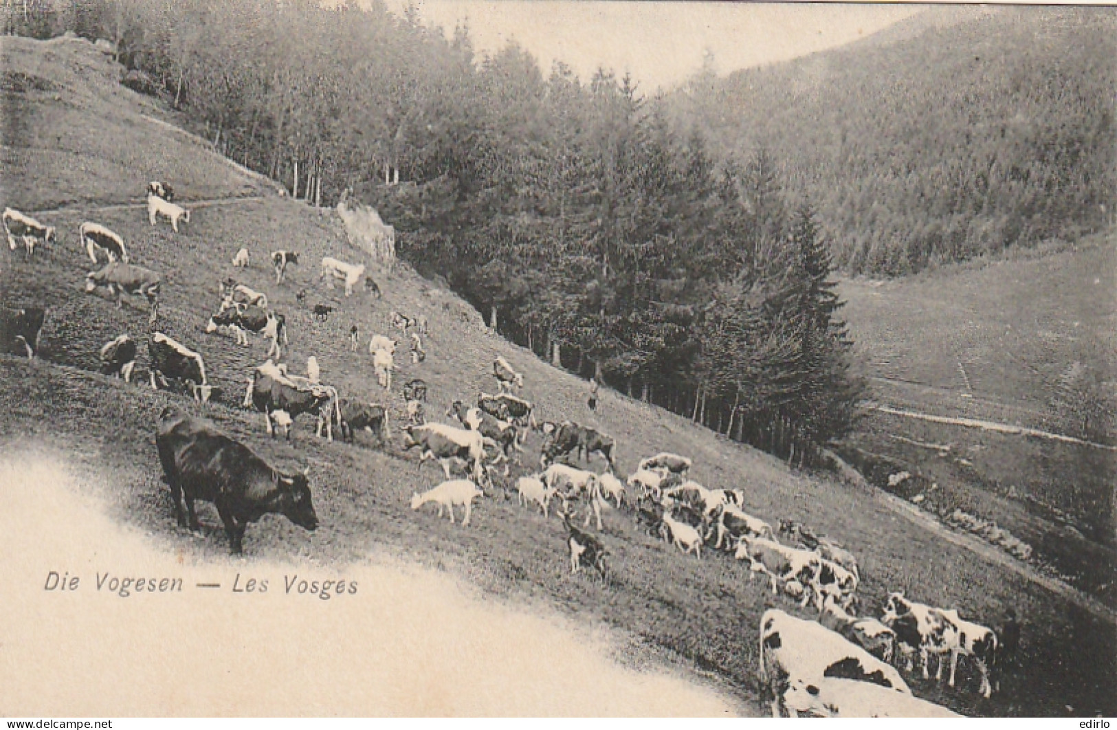  *** 88  *** Elevage Dans Les Vosges Die Vogesen  Précurseur Neuf Excellent état  - Elevage