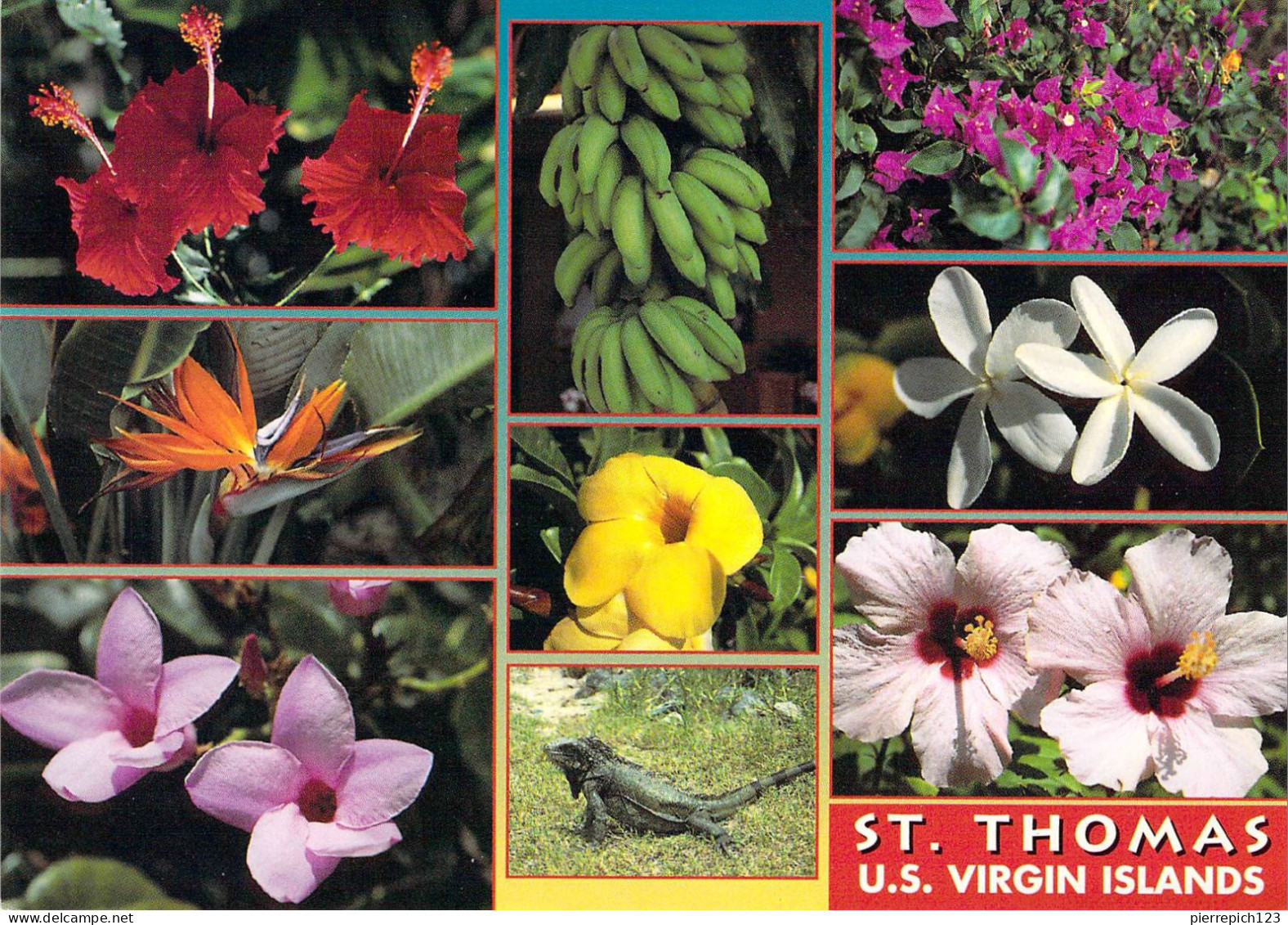 Saint Thomas - Faune Et Flore - Multivues - Amerikaanse Maagdeneilanden