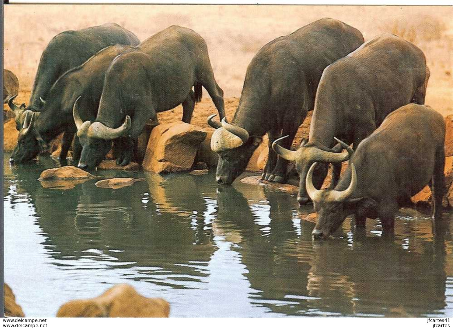 Kenya * Buffalo's Drinking At Pool - Kenya