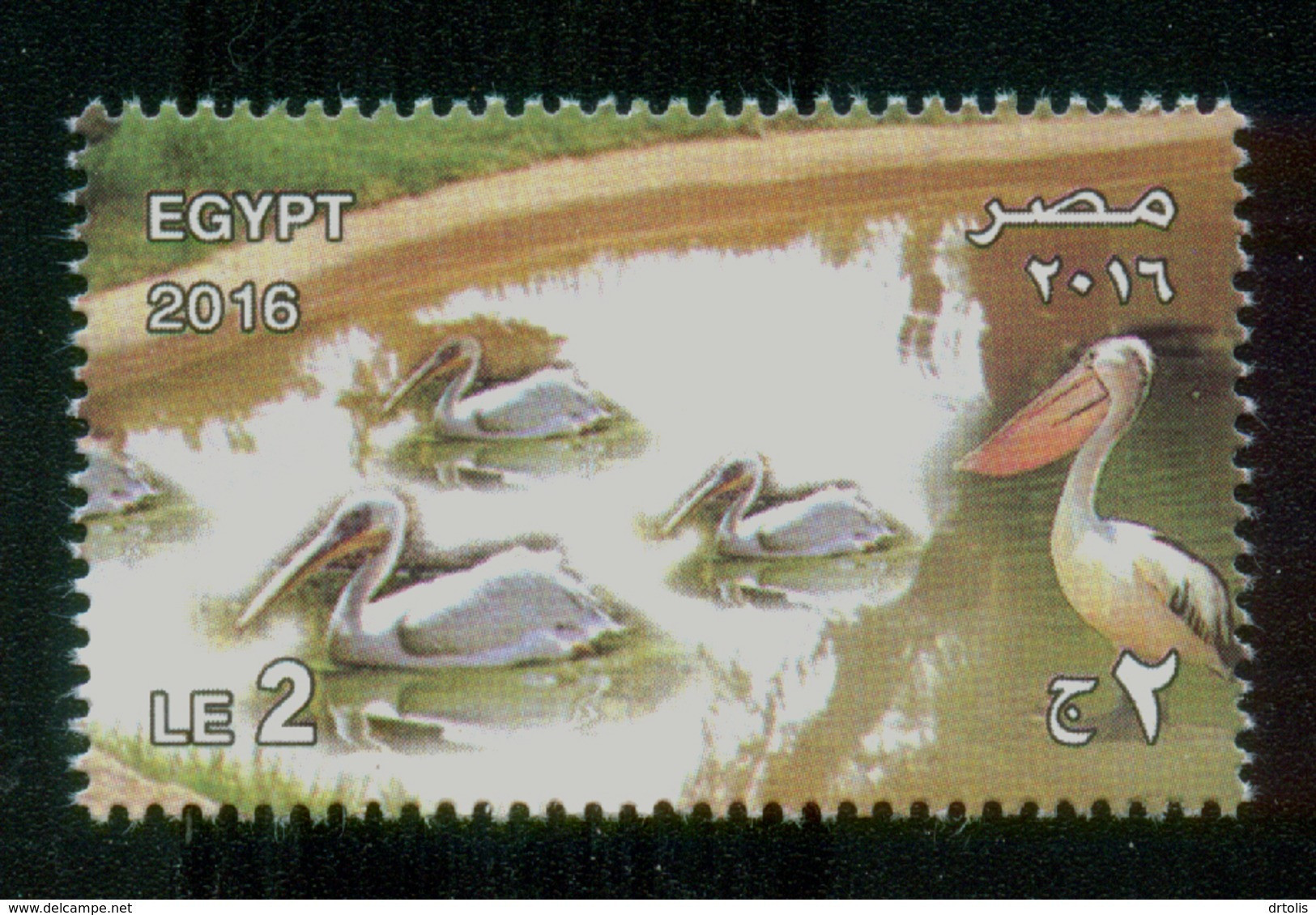 EGYPT / 2016 / GIZA ZOO ; 125 YEARS / BIRDS / PELICAN  / MNH / VF - Ongebruikt