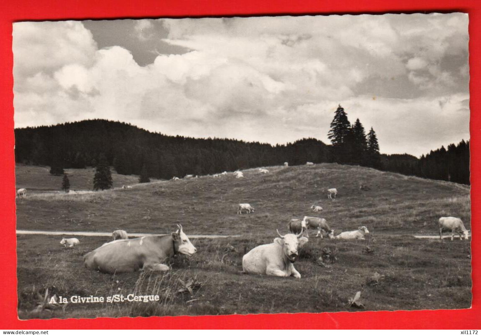 ZWV-14  Alpage De La Givrine Sur Saint-Cergue. Troupeau De Vaches. Jura Vaudois.  Deriaz 11108 NC - Saint-Cergue