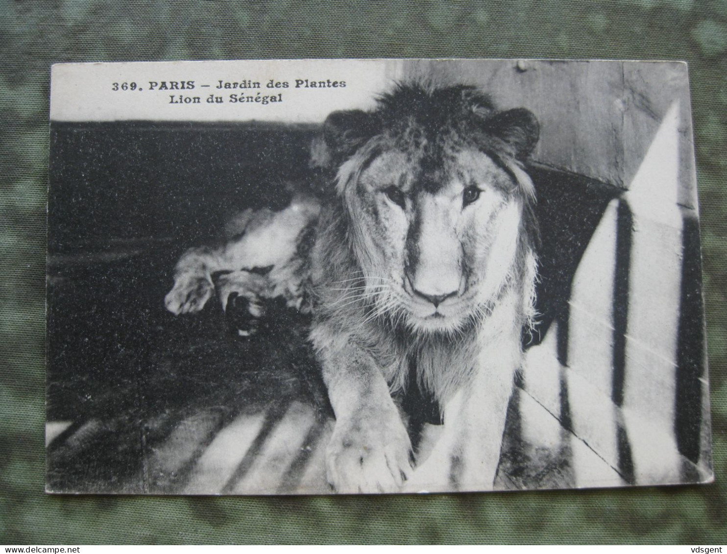 LION DU SENEGAL Dans Le Jardin Des Plantes à Paris - Lions