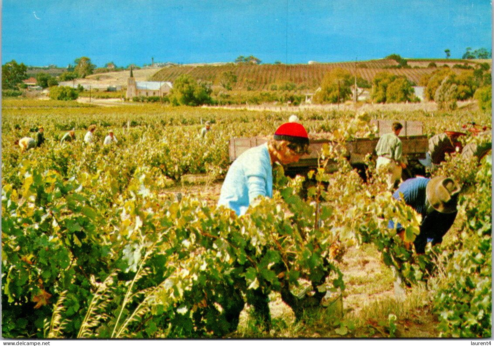 11-9-2023 (4 T 48) Australia - SA - Barossa Valley Grrape Picking (wine Industry) - Barossa Valley