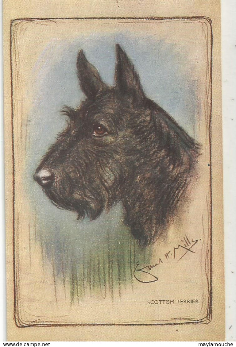 Mille  Chien Scottish Terrier - Mille