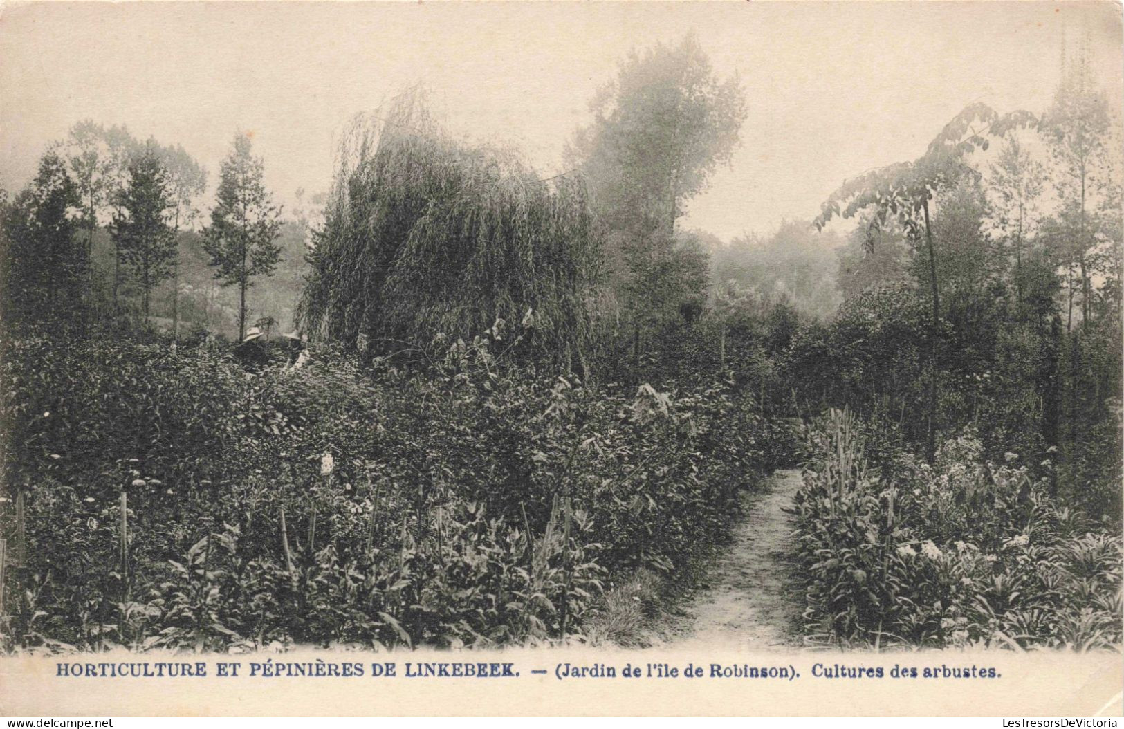 BELGIQUE - Linkebeek - Agriculture Et Pépinières De Linkebeek - Cultures Des Arbustes  - Carte Postale Ancienne - Linkebeek