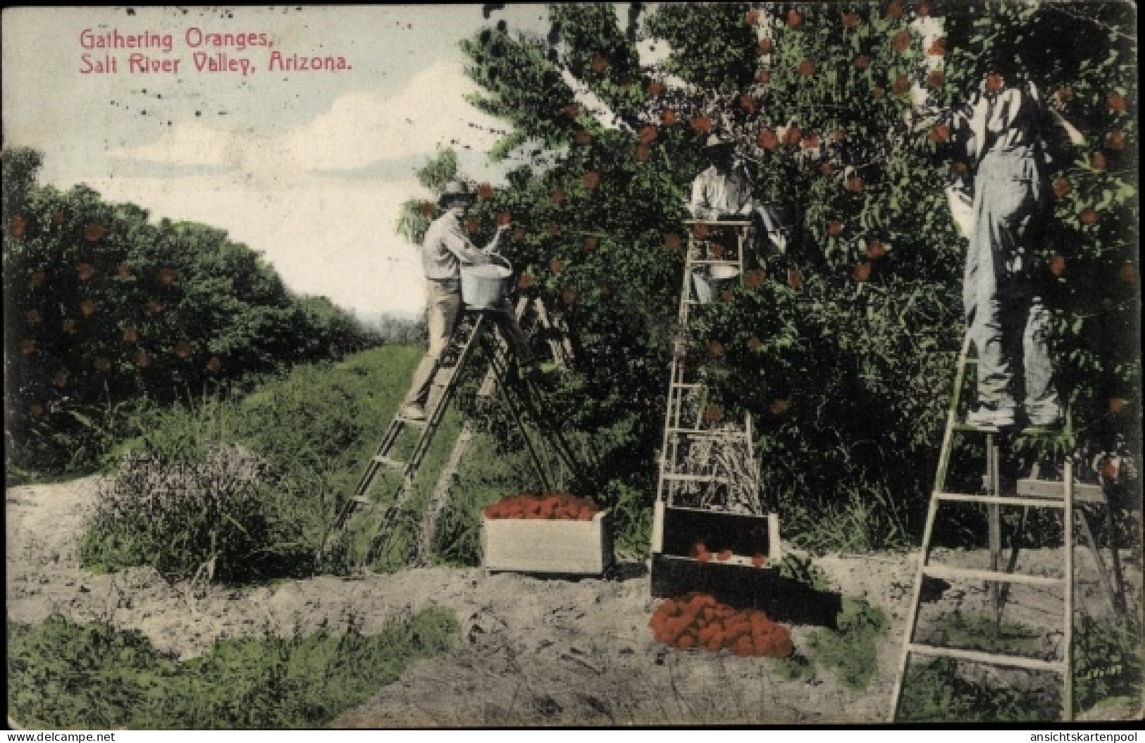 CPA Salt River Valley Arizona USA, Gathering Oranges - Autres & Non Classés