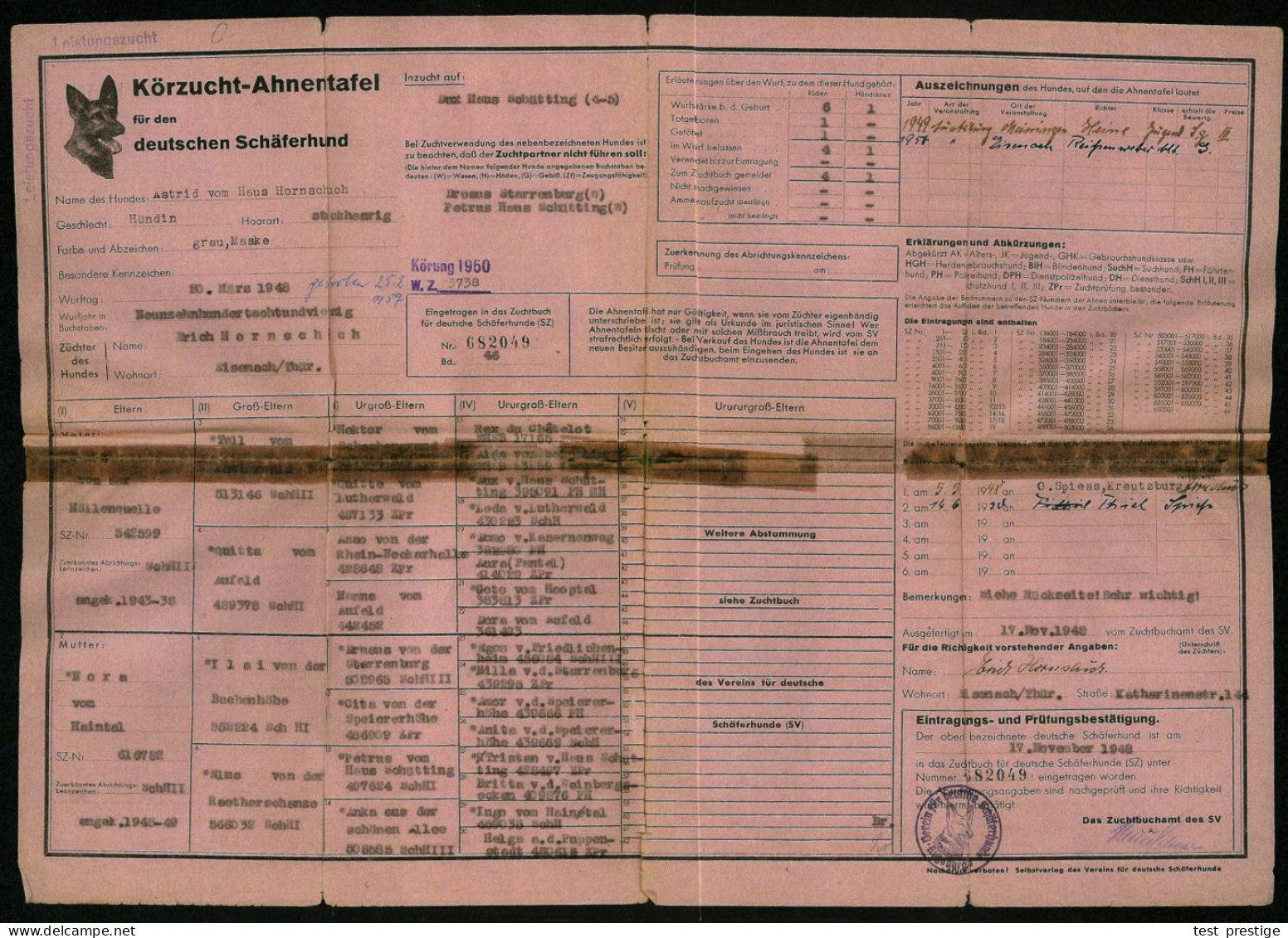 Merseburg /  Eisenach 1950 (20.3.) Klapp-Kt. "Leistungsnachweis" , Zuchtverband Deutsche Schäferhunde (Schäferhund) + Or - Chiens