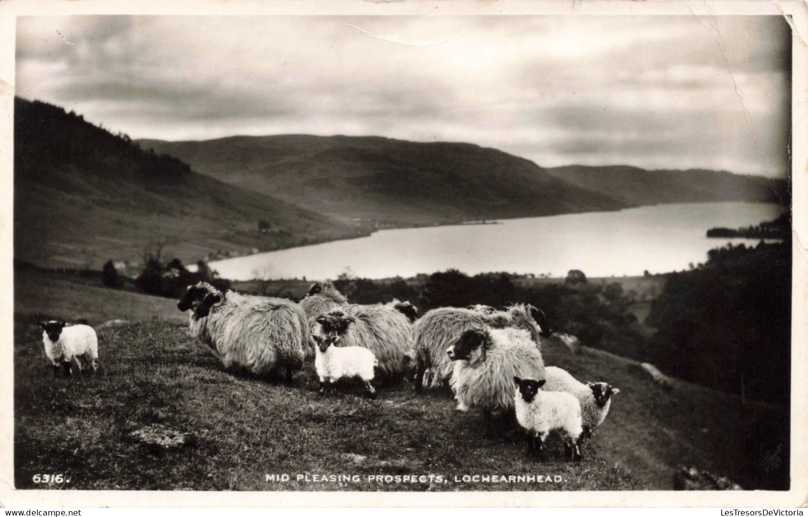 ROYAUME UNI - Scottland - Lochearnhead - Mis Pleasing Prospects - A Herd Of Sheep - Carte Postale Ancienne - Stirlingshire