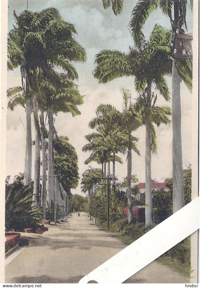 Espagne, Trinidad B W I,  Barbados, Avenue Of Palms - Collections & Lots