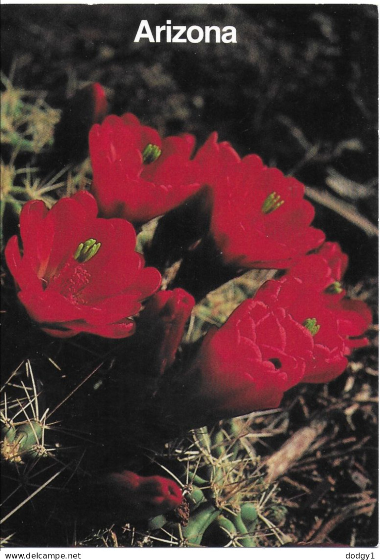 HEDGEHOG CACTUS, ARIZONA, UNITED STATES. UNUSED POSTCARD   Zf4 - Cactus