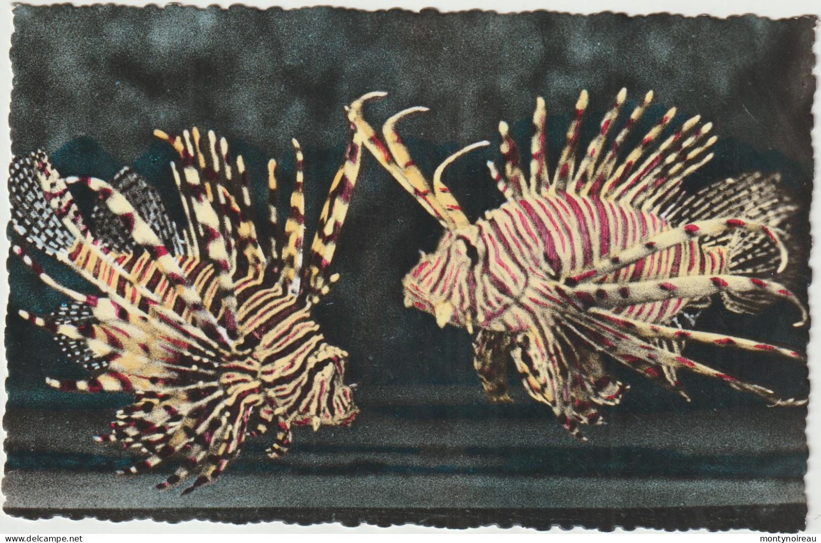 Dav : Monaco :  Aquaruim , Poisson Pterois  Volitans - Ozeanographisches Museum