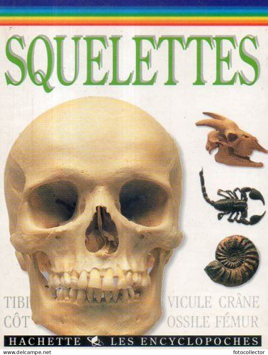 Jeunesse : Squelettes Par Taylor - Hachette