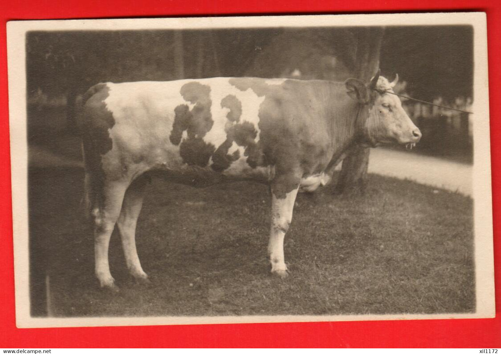 ZWW-19 Taureau Primé à L'Ecole Cantonale D'Agriculture Cernier.Voir Scans Du Dos - Cernier