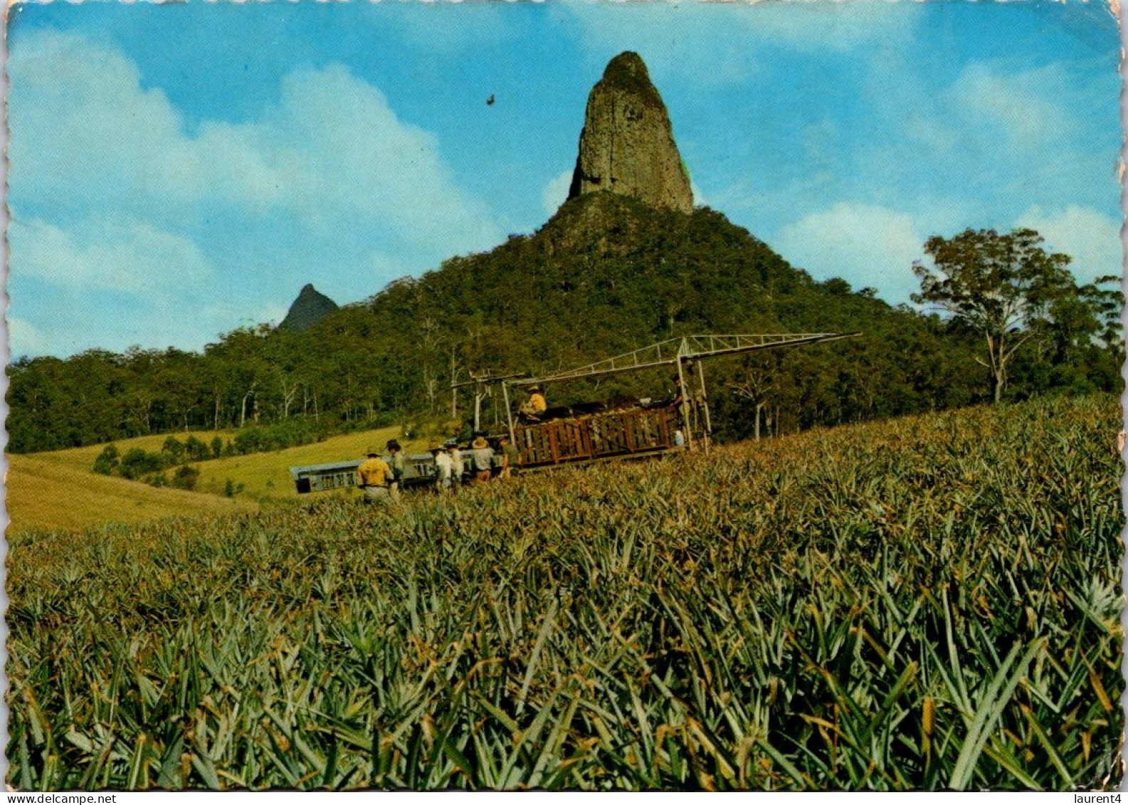 12-9-2023 (4 T 51) Australia - Harvesting Pineapples - Sunshine Coast