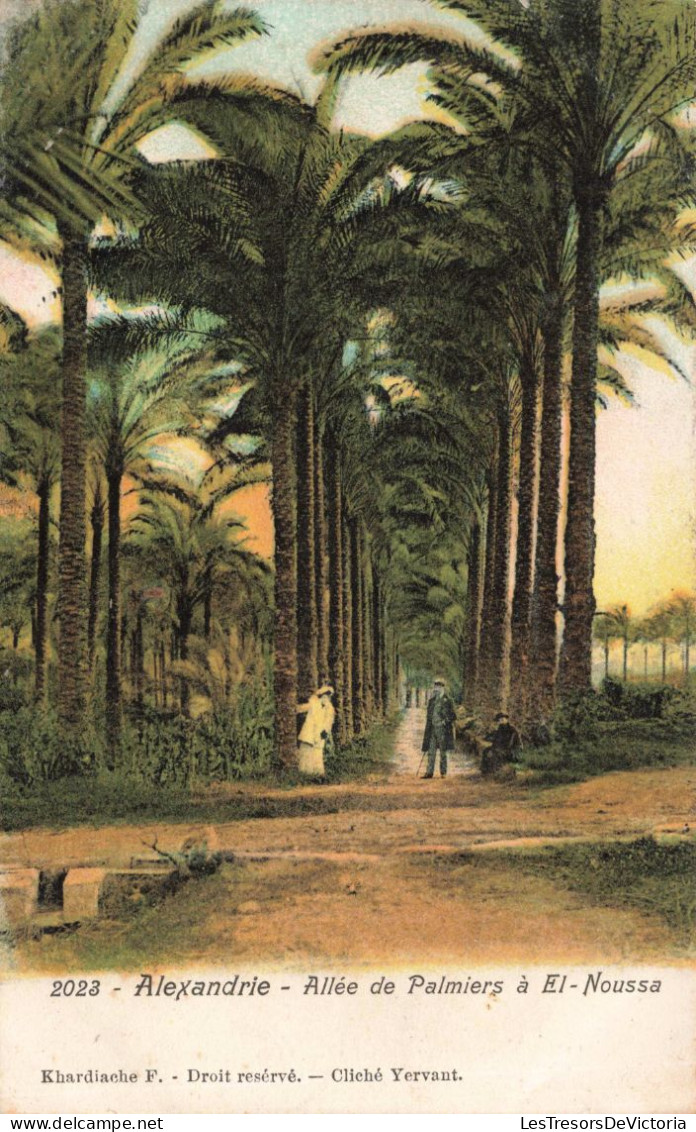 EGYPTE - Alexandrie - Allé De Palmiers à El-Noussa - Colorisé - Carte Postale Ancienne - Darmstadt