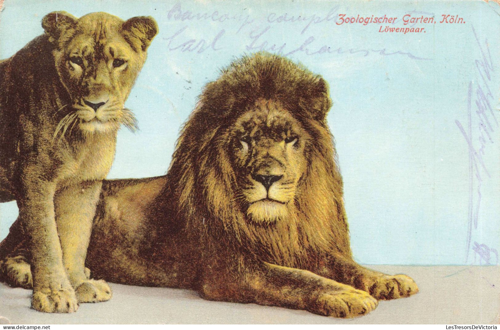 PHOTOGRAPHIE - Le Lion Et Sa Femelle - Zoologischer Garten - Köln - Colorisé - Carte Postale Ancienne - Fotografie