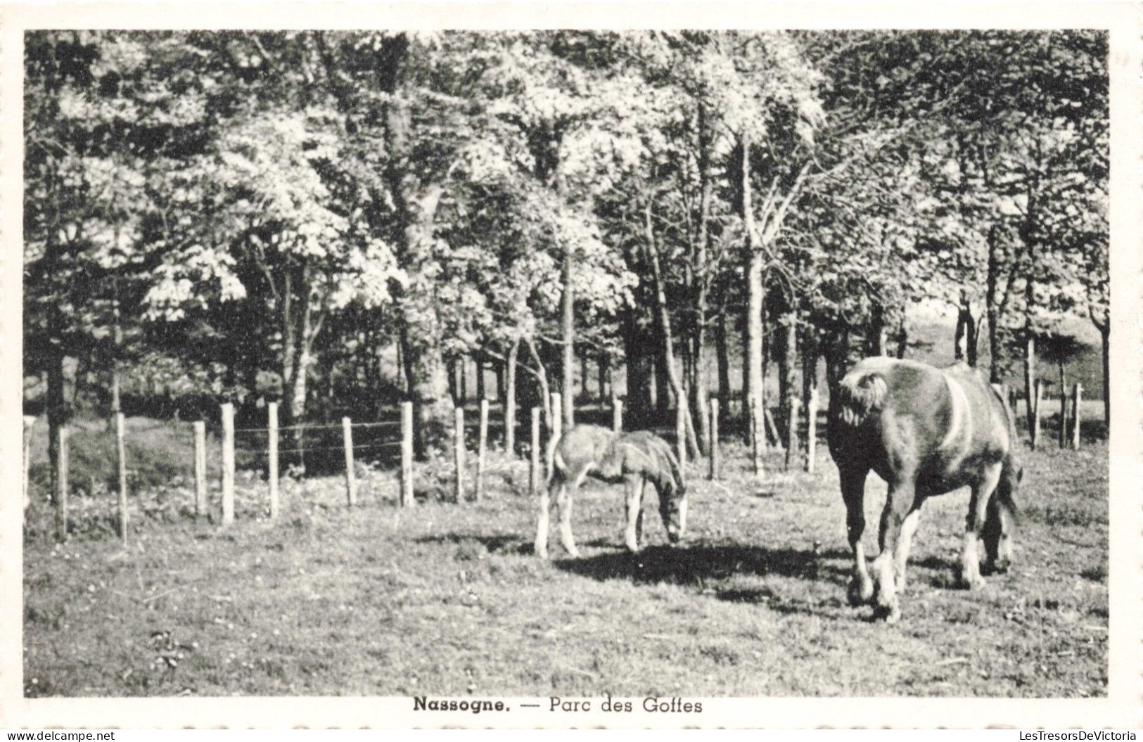 BELGIQUE - Nassogne - Parc Des Goffes - Carte Postale Ancienne - Nassogne