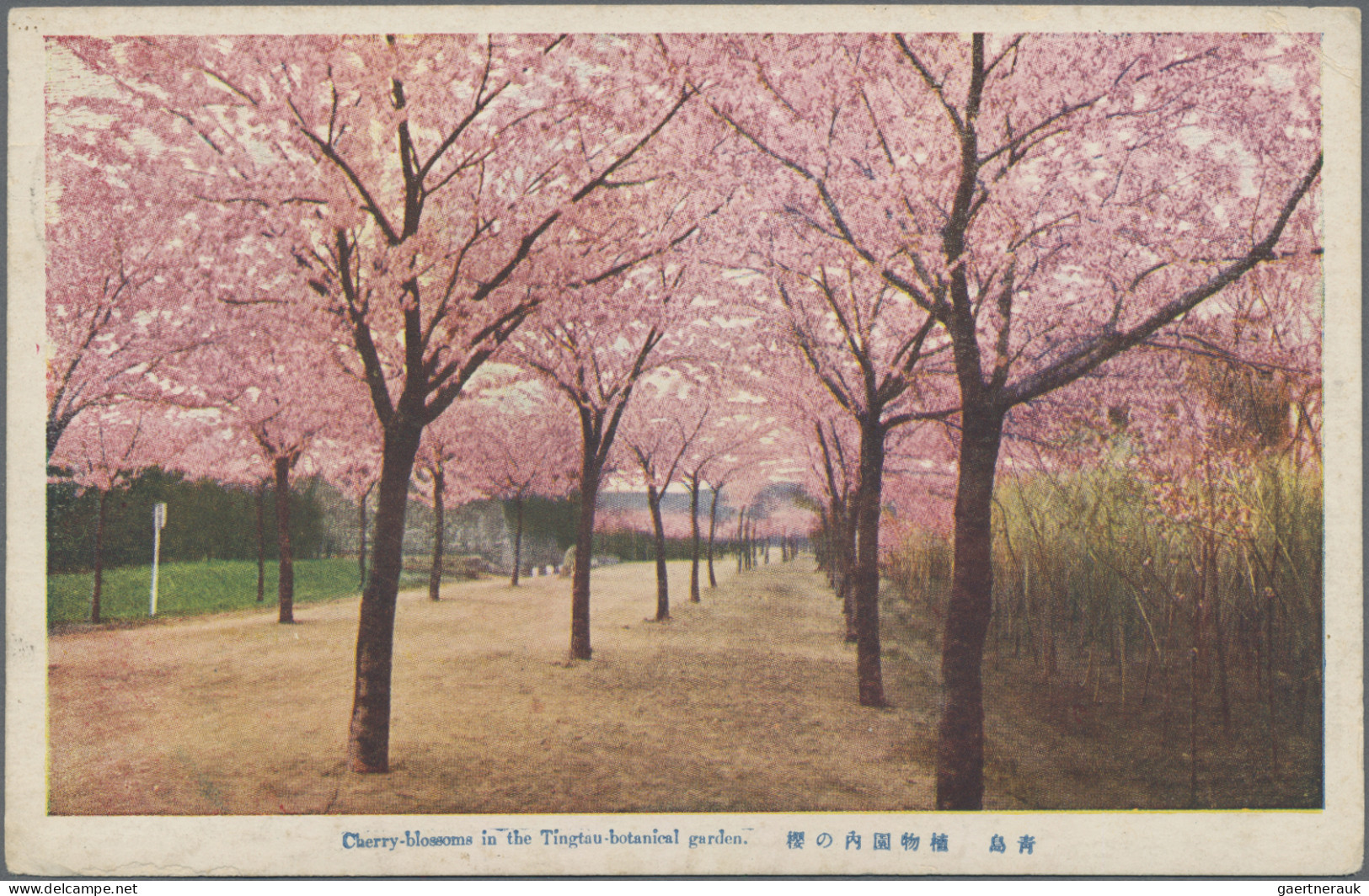 Camp Mail Tsingtau: Narashino, 1920: Ppc "Tsingtau Botanical Garden" Endorsed Sd - China (kantoren)