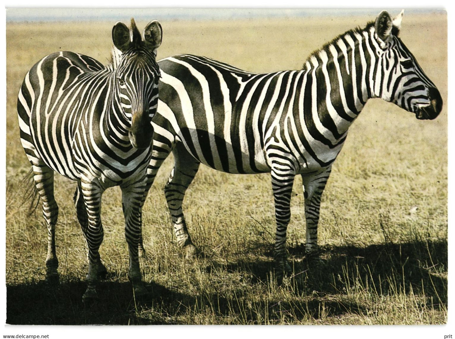 Zebras. Unused Postcard. Publisher Planeta, Moscow Soviet Russia USSR 1986 - Zebra's