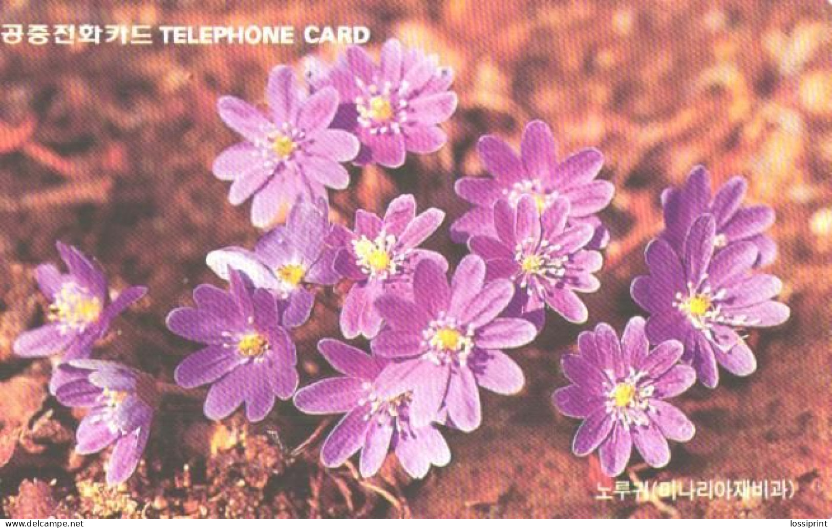 South Korea:Used Phonecard, Korea Telecom, 2000 Units, Flowers - Flores