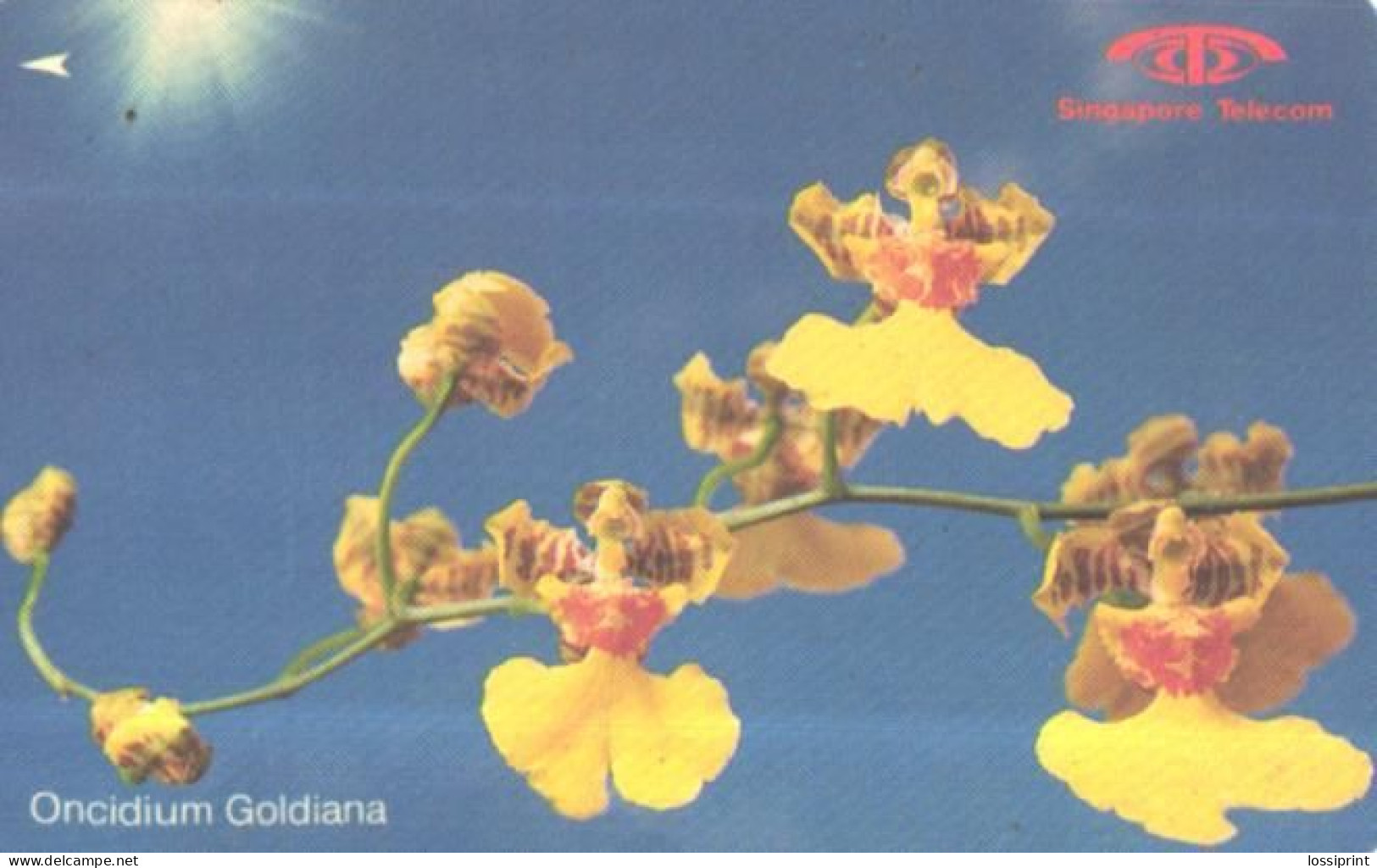 Singapur:Used Phonecard, Singapore Telecom, 20$, Flowers, Oncidium Goldiana - Fiori