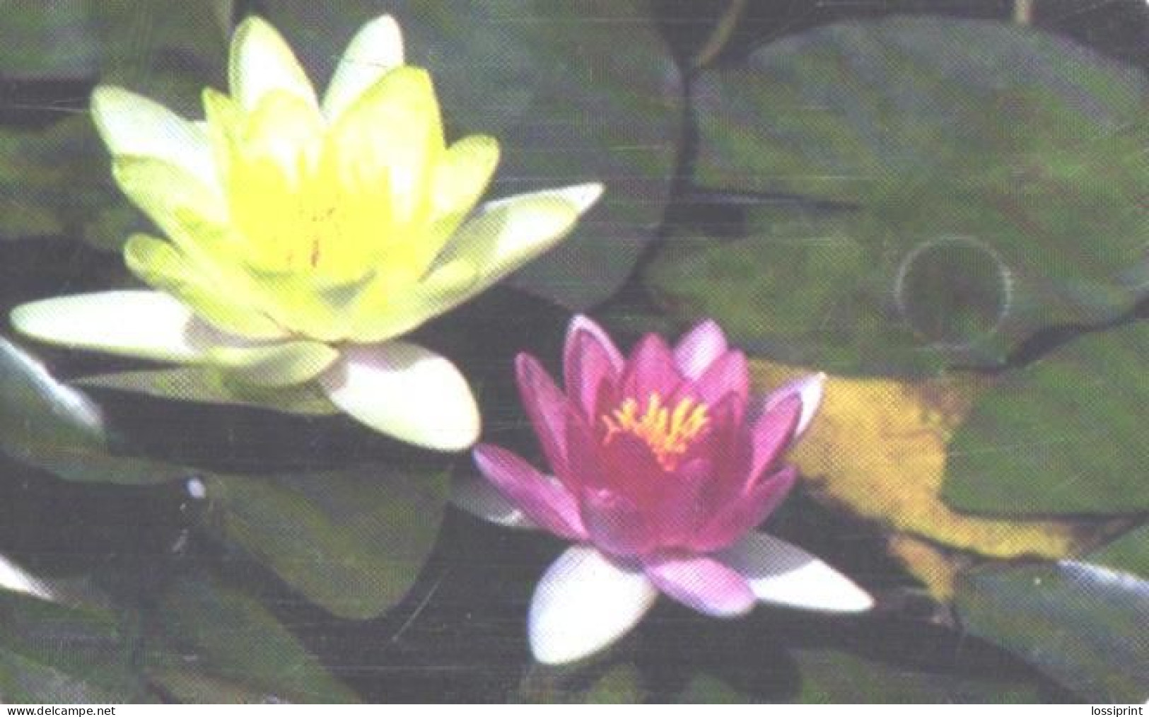 Romania:Used Phonecard, Romtelecom, 50000 Lei, Flowers, Waterlily, 2001 - Blumen
