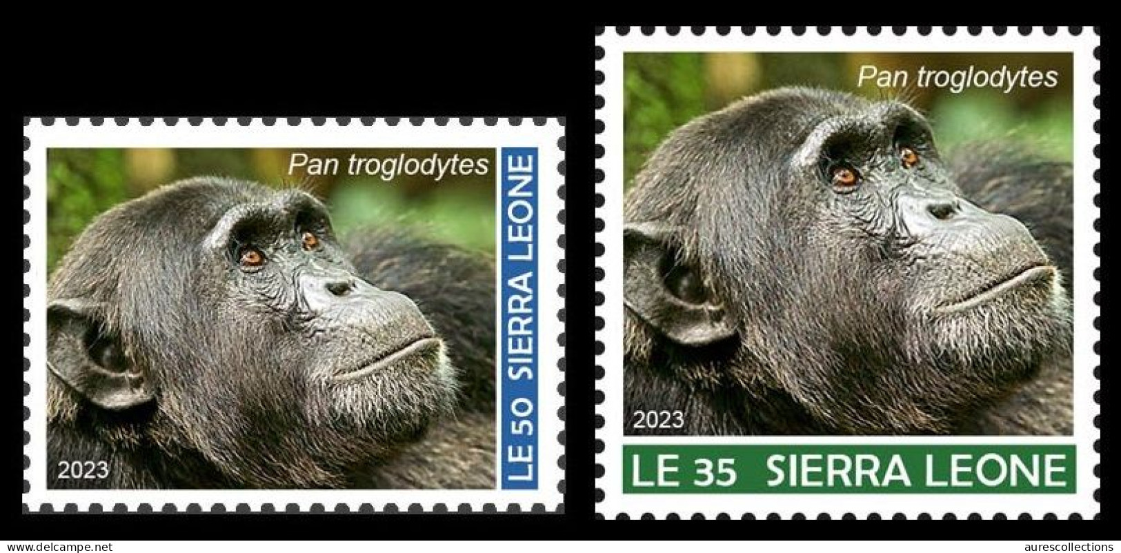 SIERRA LEONE SET 2V 2023 - APE APES MONKEY MONKEYS SINGE SINGES CHIMPANZEE CHIMPANZE CHIMPANZEES CHIMPANZES - MNH - Scimpanzé