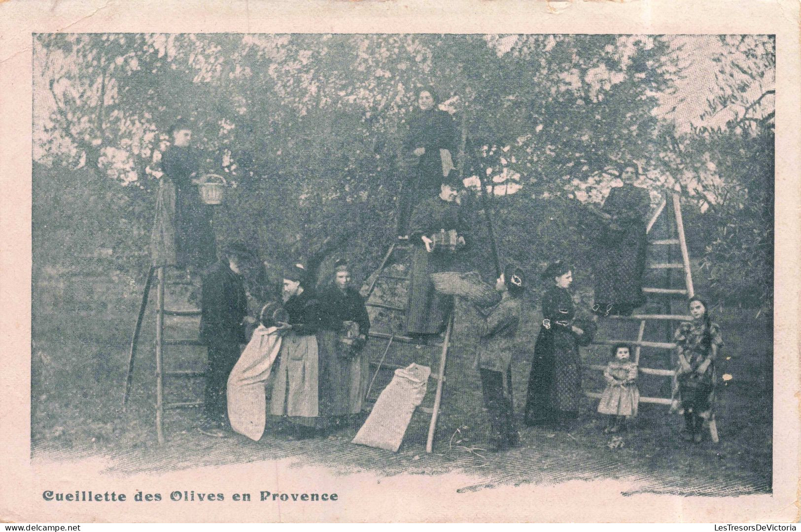 PHOTOGAPHIE - Cueillette Des Olives En Provence - Carte Postale Ancienne - Fotografie