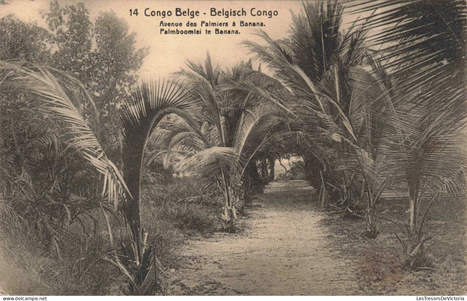 CONGO KINSHASA - Congo Belge - Avenue Des Palmiers à Banana - Carte Postale Ancienne - Congo Belga