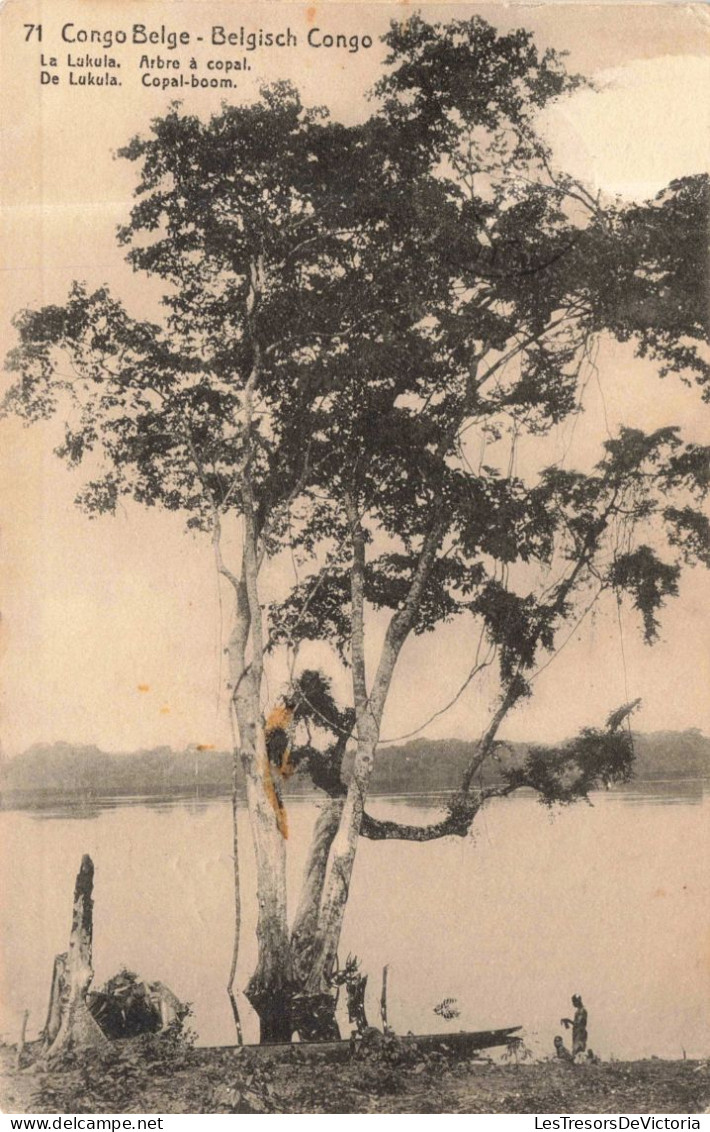 CONGO KINSHASA - Congo Belge - Lukula Arbre à Copal - Carte Postale Ancienne - Belgisch-Congo