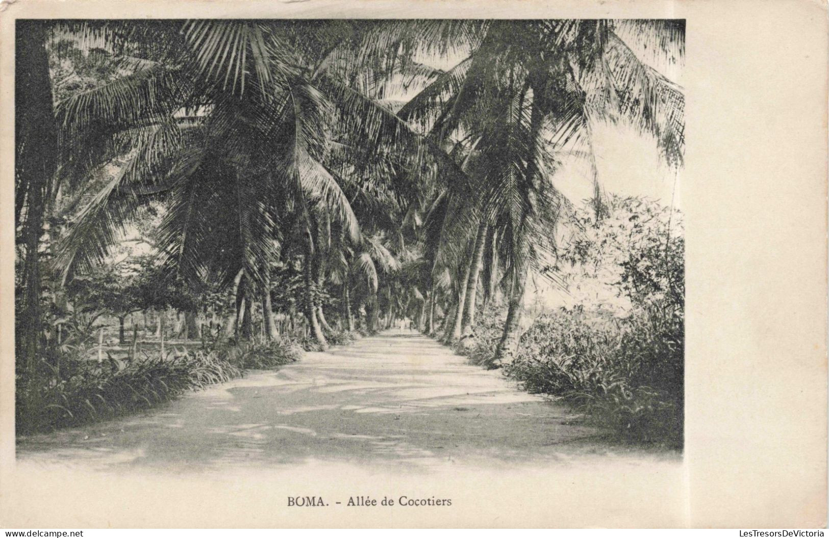 CONGO KINSHASA - Congo Belge -  Boma - Allée De Cocotiers - Carte Postale Ancienne - Belgian Congo