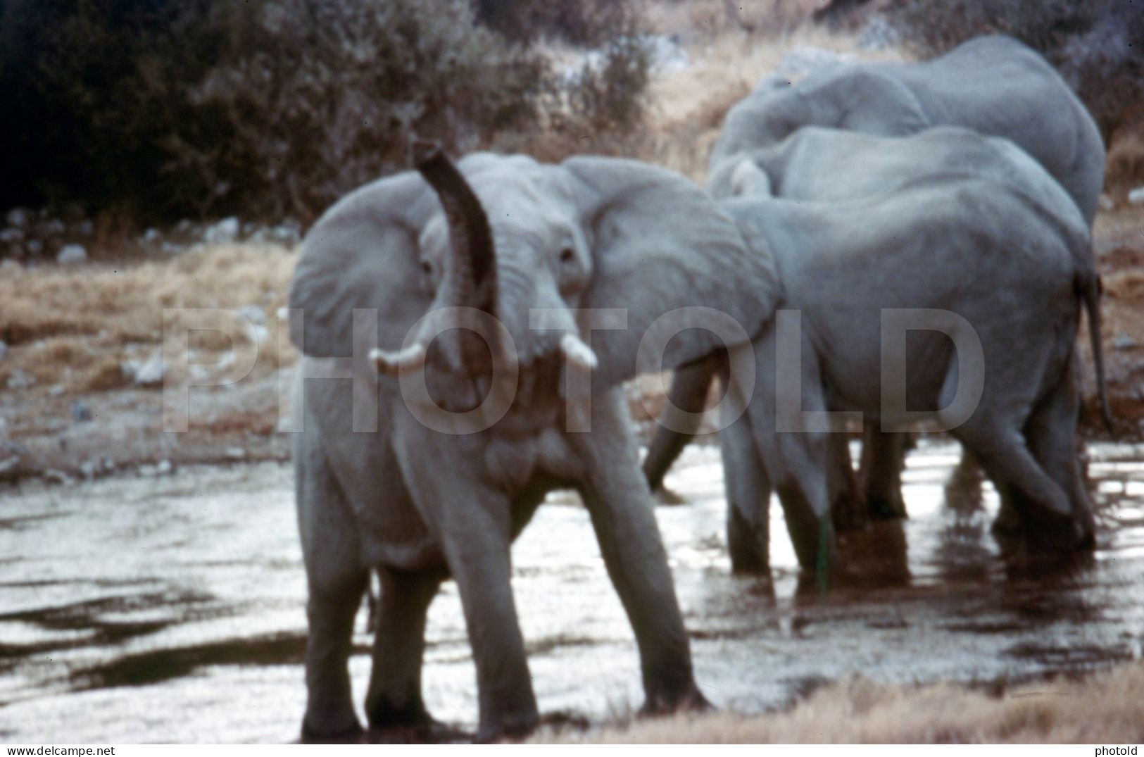 4 Slides Set 60s ELEPHANT ANGOLA AFRICA AFRIQUE 35mm DIAPOSITIVE SLIDE NO PHOTO FOTO NB2661 - Diapositives