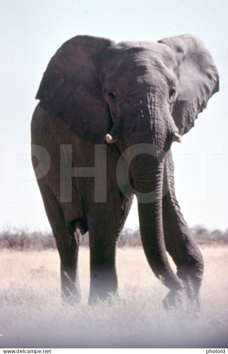 4 Slides Set 60s ELEPHANT ANGOLA AFRICA AFRIQUE 35mm DIAPOSITIVE SLIDE NO PHOTO FOTO NB2661 - Diapositives