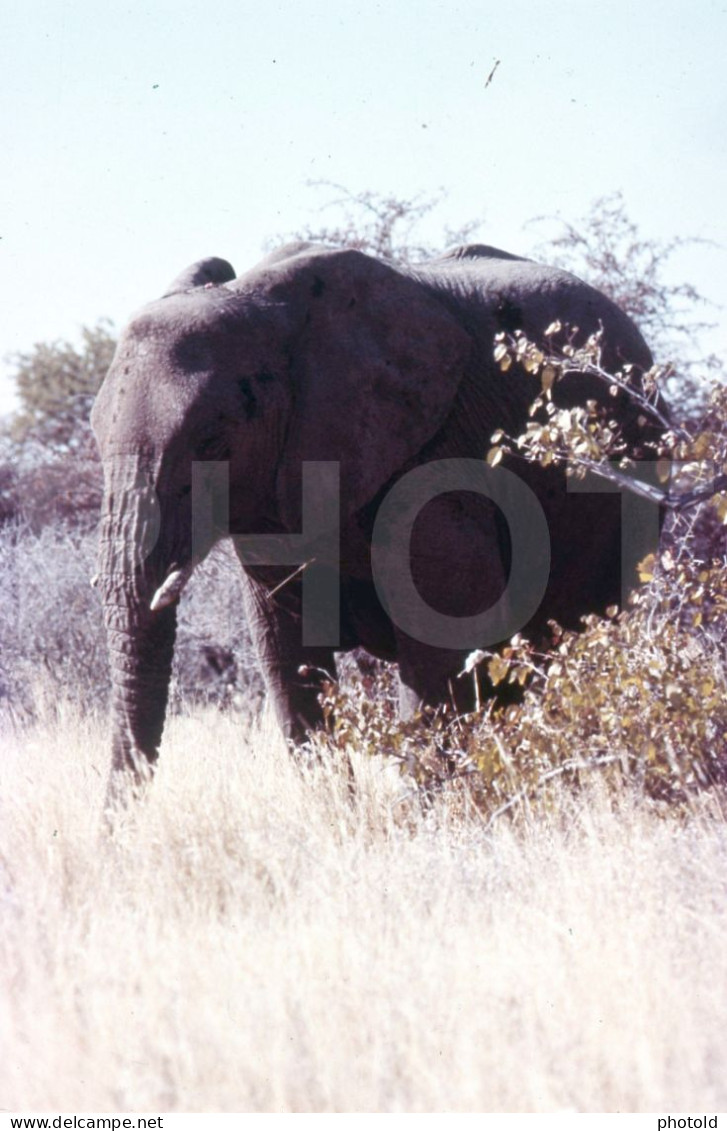 4 Slides Set 60s ELEPHANT ANGOLA AFRICA AFRIQUE 35mm DIAPOSITIVE SLIDE NO PHOTO FOTO NB2661 - Diapositives