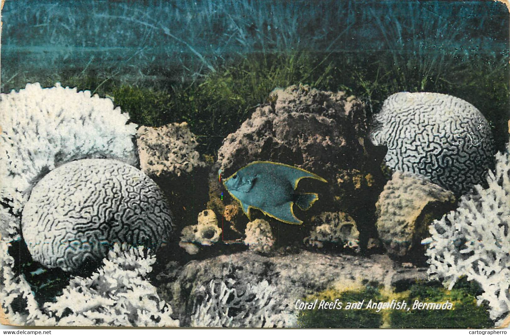 America Antilles Bermuda Coral Reefs And Agelfish - Bermuda