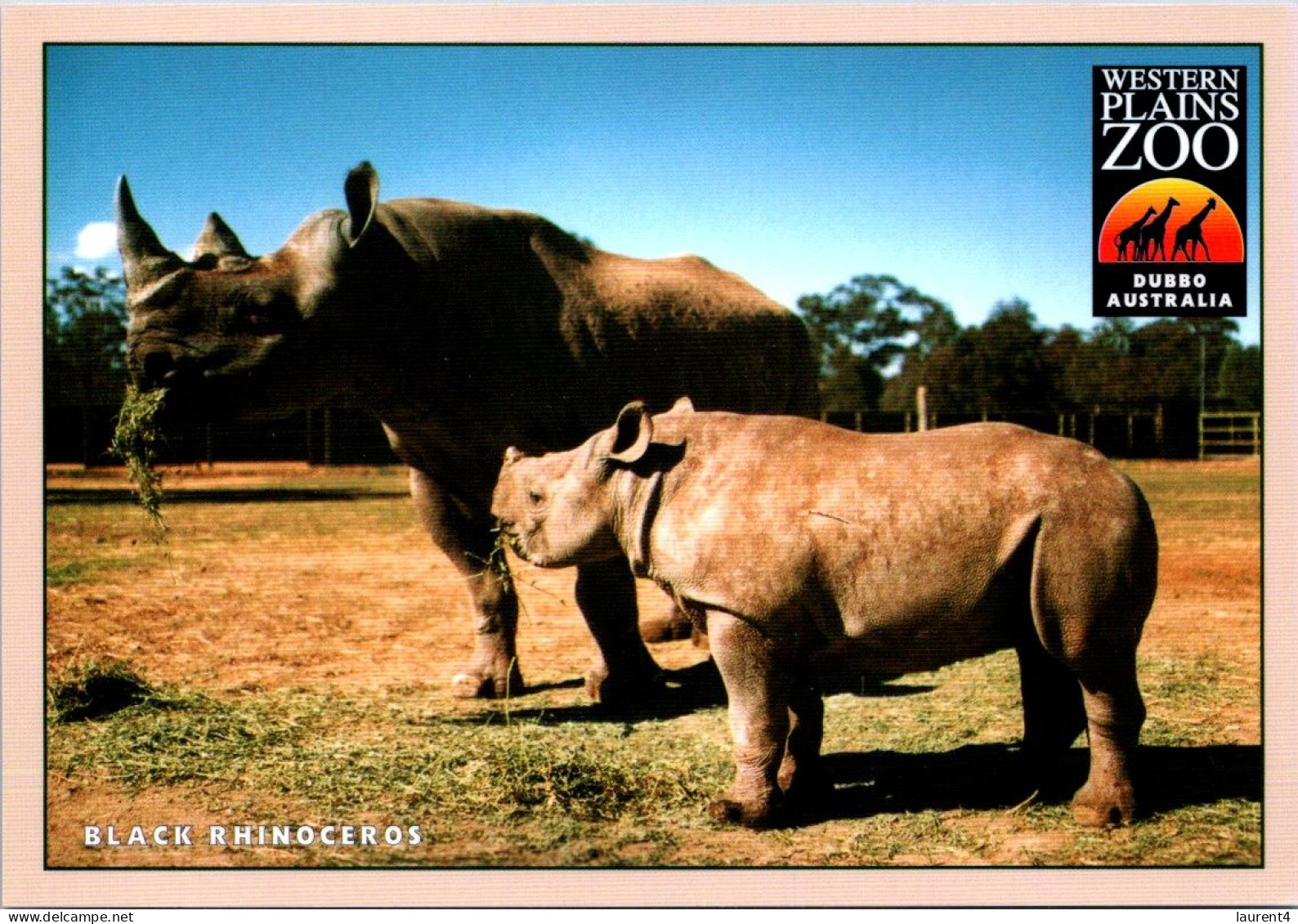 15-9-2023 (1 U 11) Australia - NSW  Dubbo Zoo Black Rhinoceros - Rinoceronte