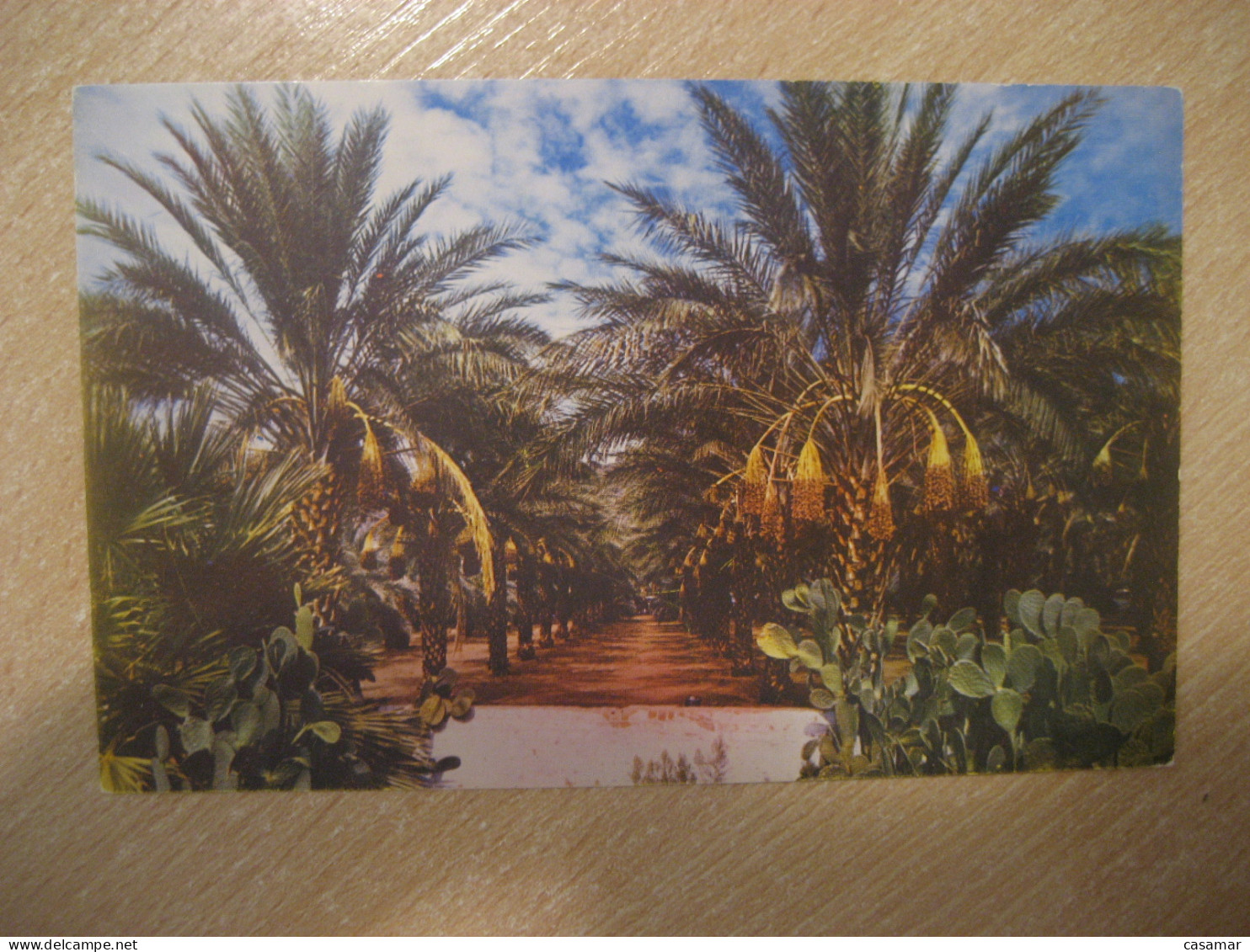 ARIZONA Date Garden Postcard USA - Autres & Non Classés