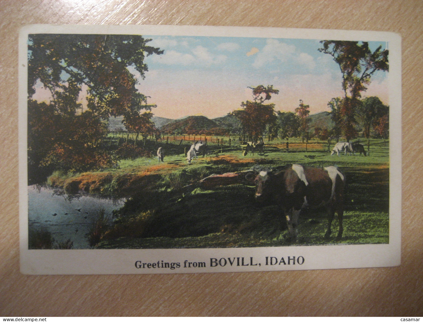 BOVILL Idaho Greetings From Cow Bull Postcard USA - Other & Unclassified