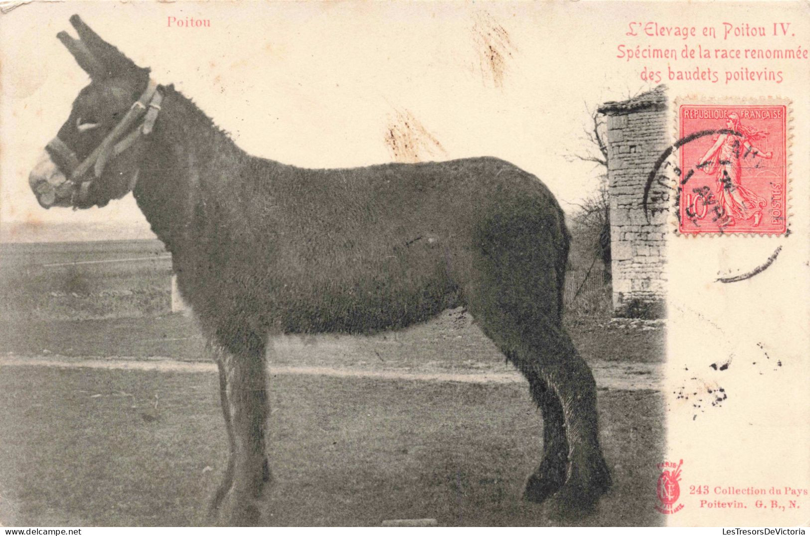 ANIMAUX - Âne - L'élevage En Poitou IV Spécimen De La Race Renommée Des Baudets Poitevins - Carte Postale Ancienne - Anes