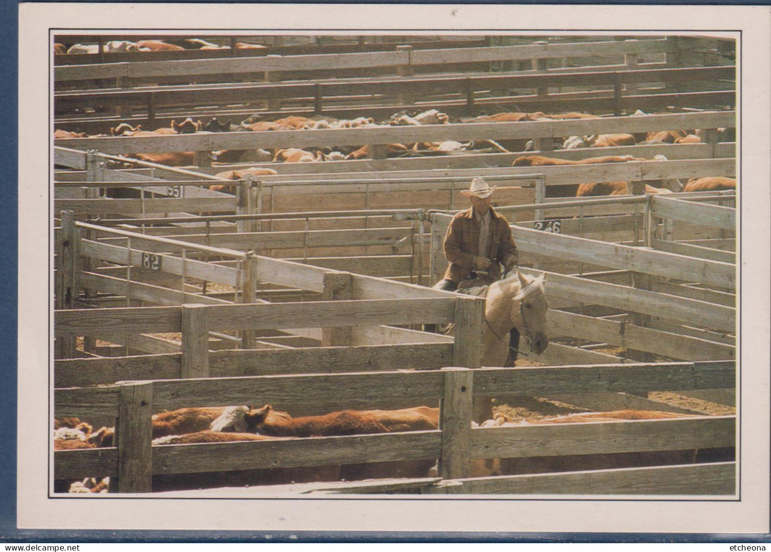 Amarillo, Texas, Cow-boy (éleveur Texan) Au Milieu Du Troupeau Au Corral, à Cheval, - Amarillo