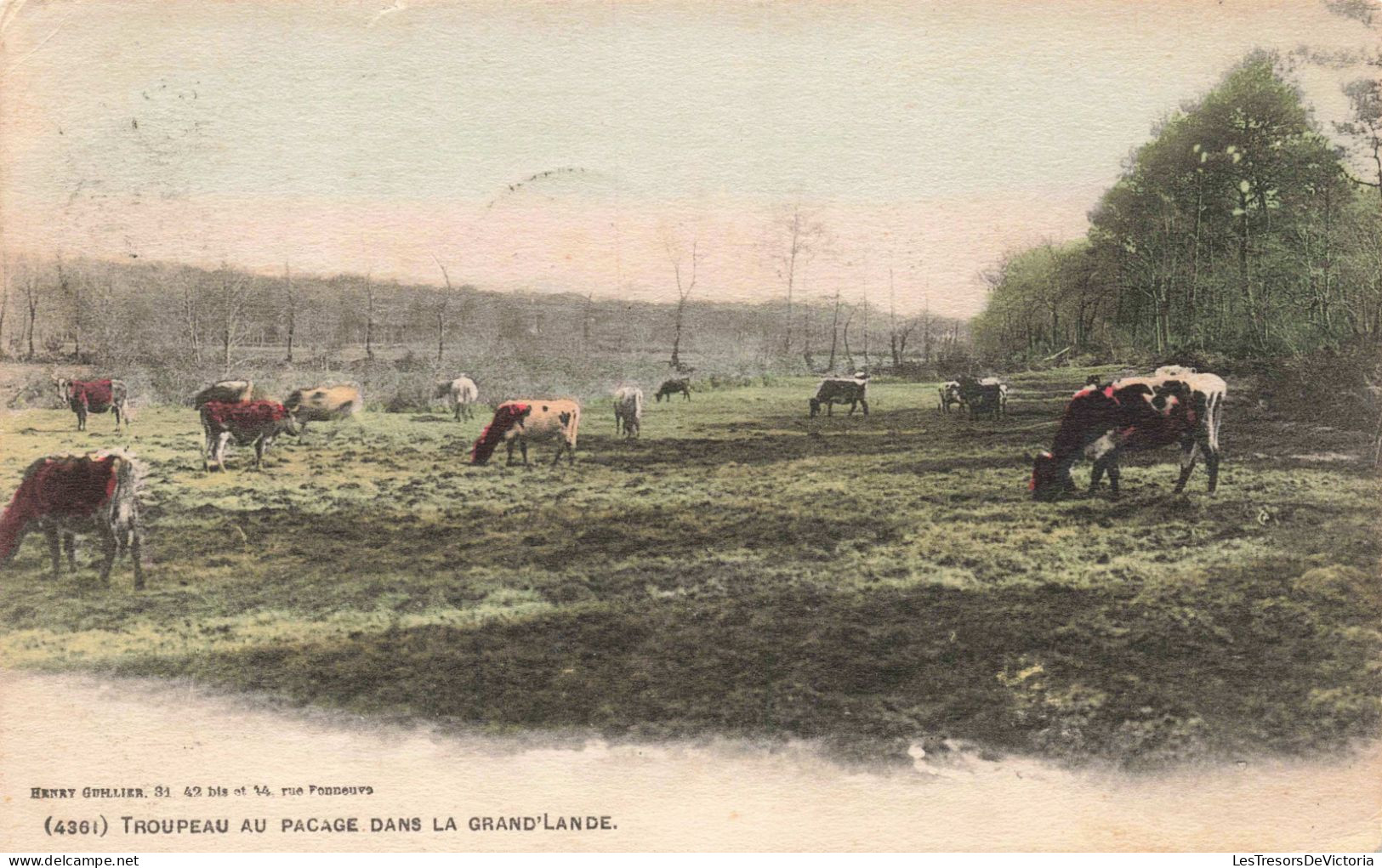 ANIMAUX - Troupeau Au Pacage Dans La Grand'Lande - Carte Postale Ancienne - Cows