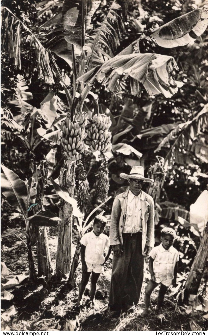 FRANCE - La Martinique - Un Bananier à Double Régime - Carte Postale Ancienne - Autres & Non Classés