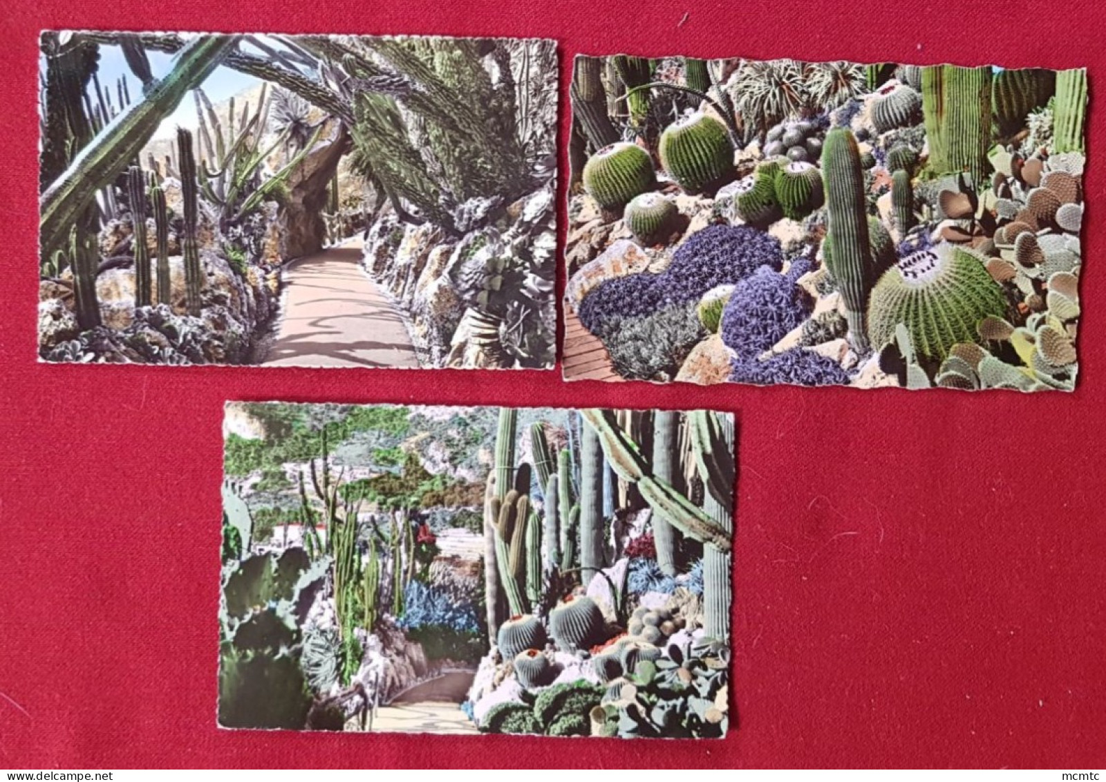 12 Cartes - Fleurs Cactus - Sukkulenten