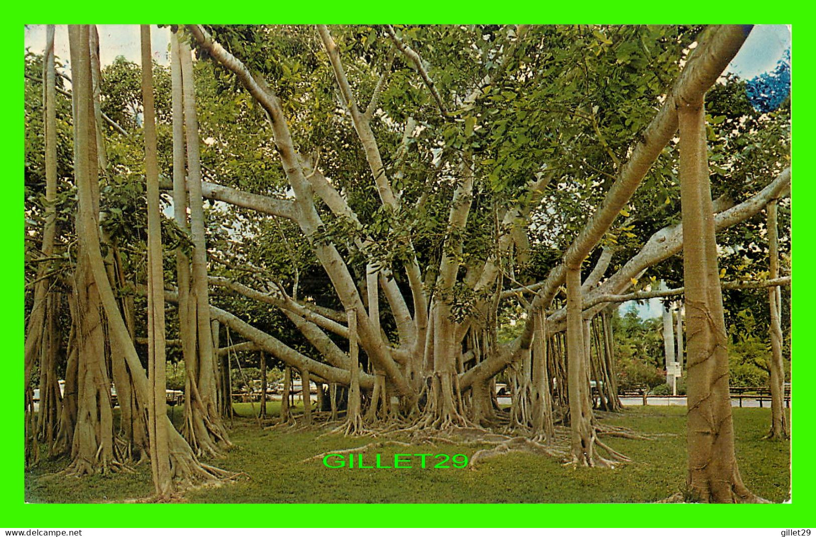 FORT MYERS, FL - BANYAN TREE - TRAVEL IN 1971 -  PUB. BY FT. MYERS PHOTO SUPPLY - DEXTER PRESS INC - - Fort Myers