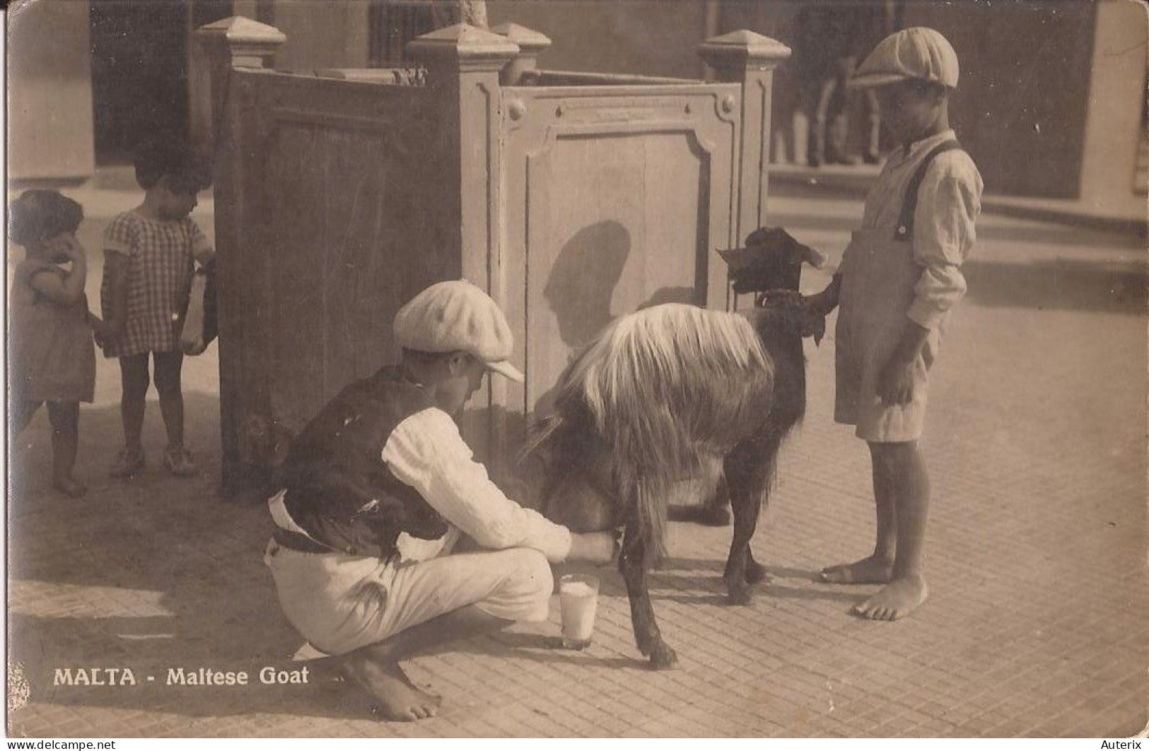 Malte - Maltese Goat  Milkseller Milkboy Milkman Malta Goat - Malta