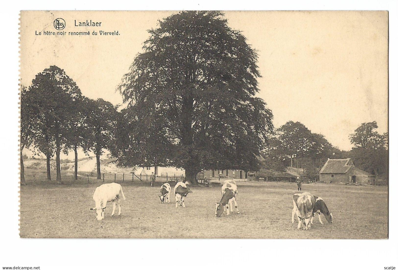 Lanklaar   -    La Hêtre Noir Renommé Du Vierveld.   -   1921   Naar   Bruxelles - Dilsen-Stokkem