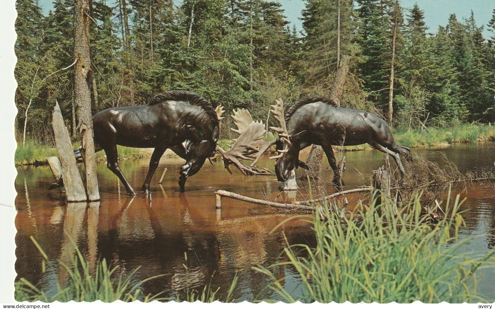 Animaland Two Fighting Bull Moose At Bronnum's Animaland, Sussex, New Brunswick  Trans Canada Highway - Andere & Zonder Classificatie