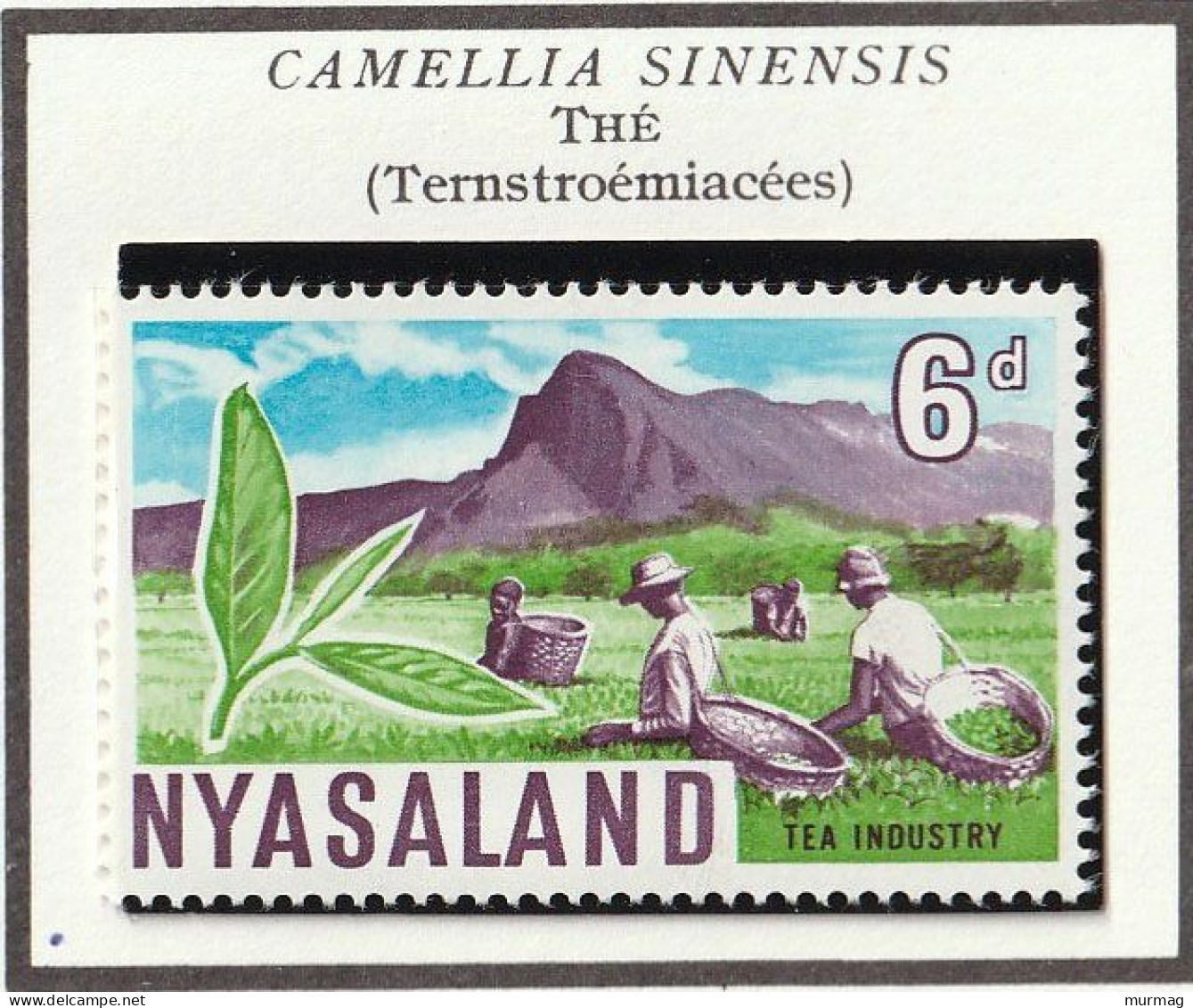 NYASALAND - Thé, Pin, Tabac, Coton, Afzelia Africana - 1953 - MNH - Rhodesia & Nyasaland (1954-1963)