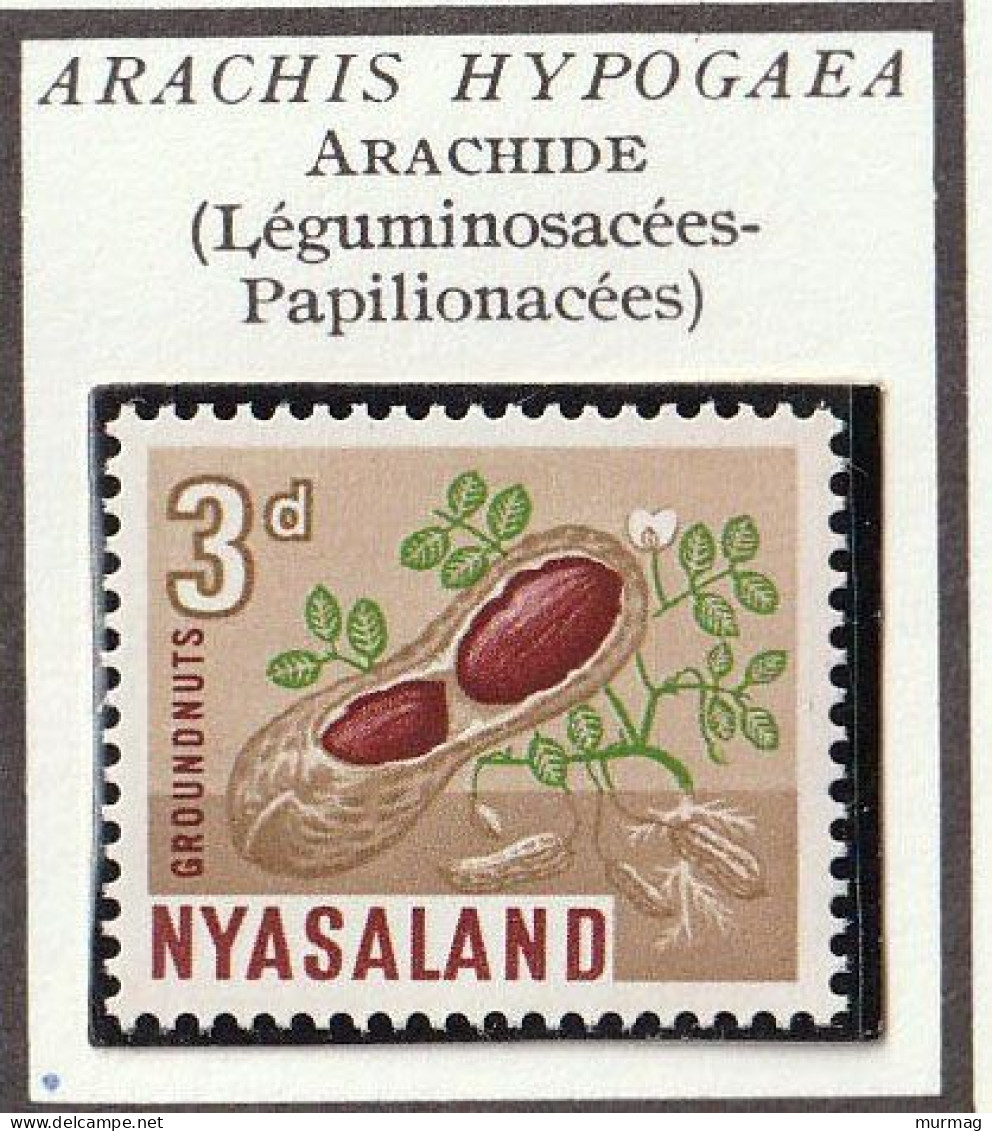 NYASALAND - Arachide - 1964 - MNH - Rhodesia & Nyasaland (1954-1963)